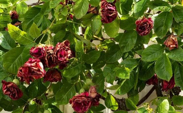 wilted roses Wikimedia commons