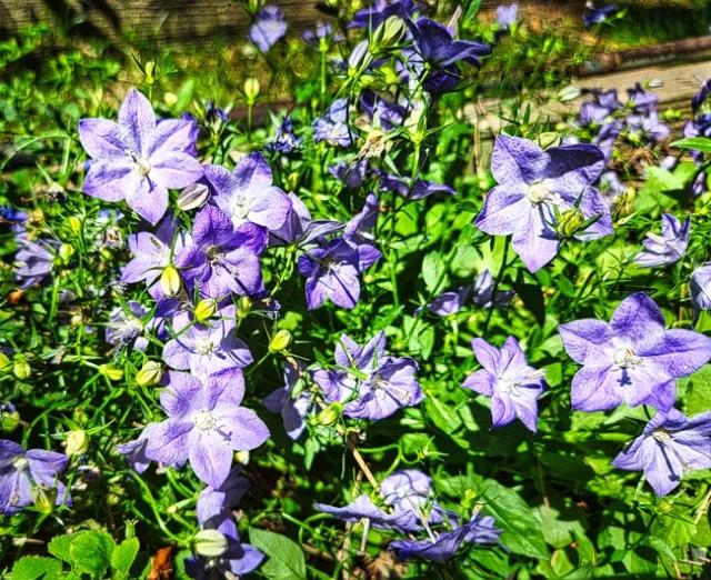 Bellflowers in the Garden - Al Alvarado