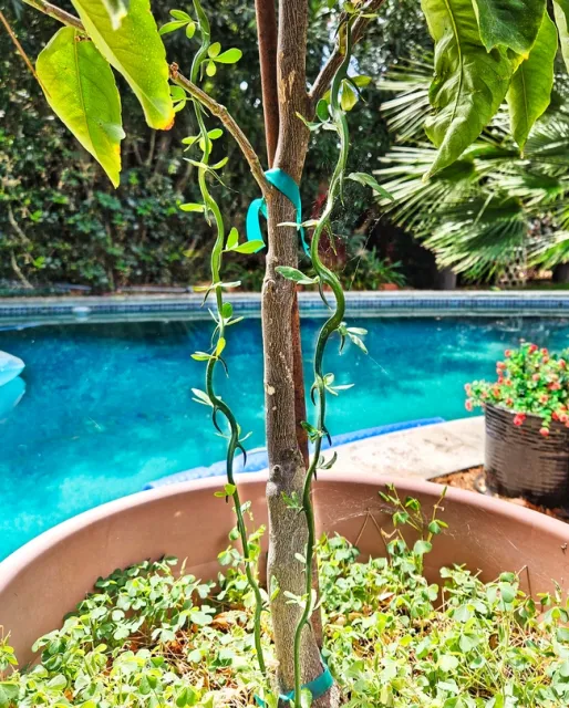 Trifoliate orange sprouts - A. Alvarado