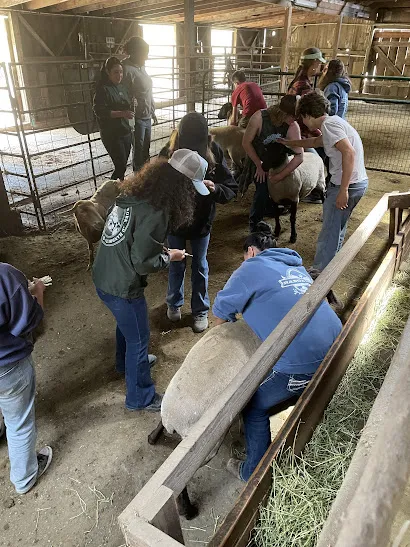 UC ANR Range Camp Vaccinating the Elkus Ranch livestock