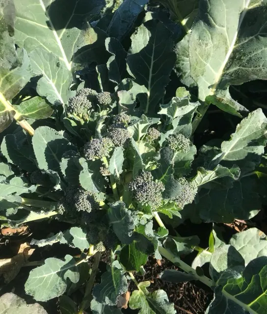 PlantSomethingElseBroccoli