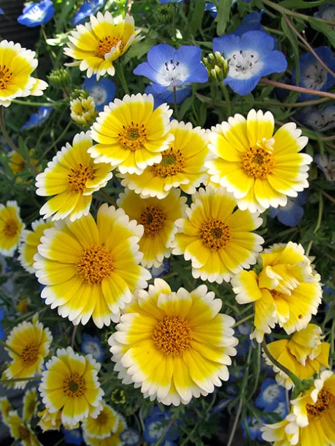 layia_platyglossa_2015 (2)