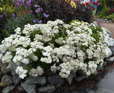 Sonoma Coast Yarrow_AA
