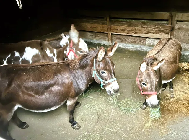 TriDonk arrival 9.24.24