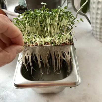 Hydroponic_Tray_Andrea Salzman