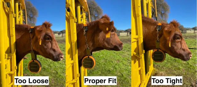 Gallagher collar fit