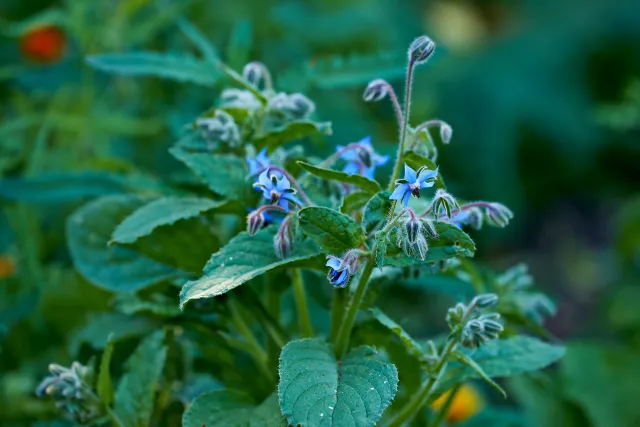 borage