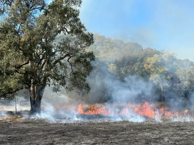 photo of the Lake Bio prescribed burn in 2024