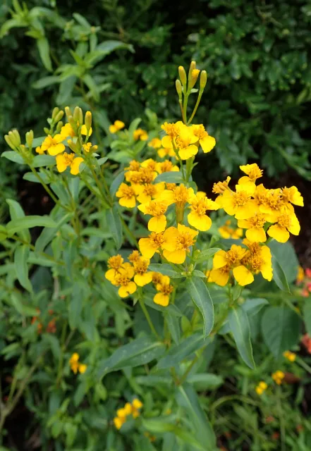 tagetes lucida