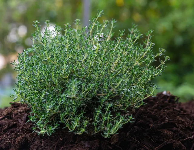 thyme