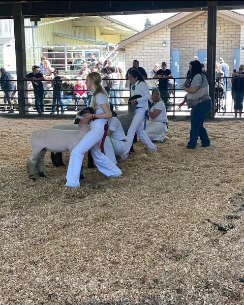 4-H Youth showing sheep at the fair