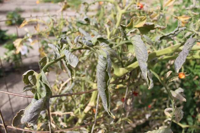 Close up view of a tomato with curled leaves