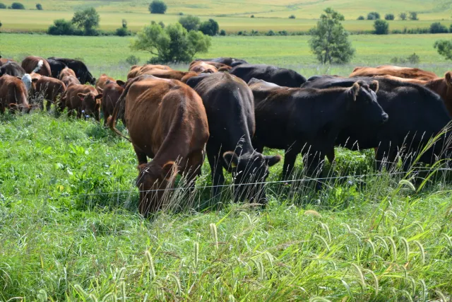 Cattle on a field with a single hot wire