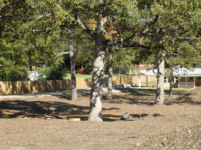 trees surrounded by fill dirt