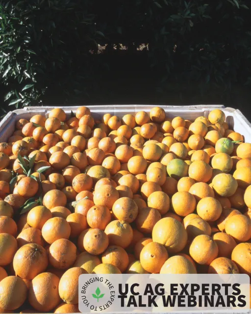 Fruit bin full of harvested navel oranges.