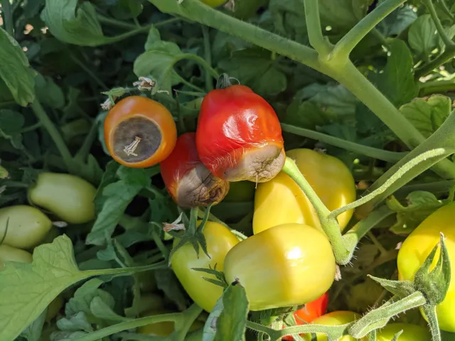 Tomatoes with sunken black spots on the bottom