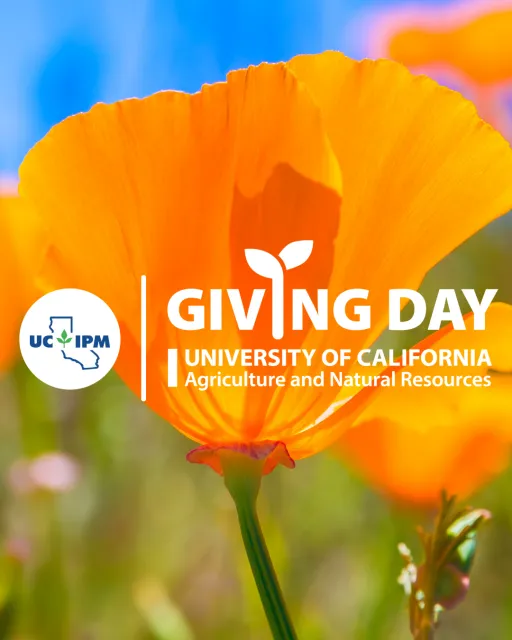 Giving Day and UC IPM logo with a orange poppy flower in the background.