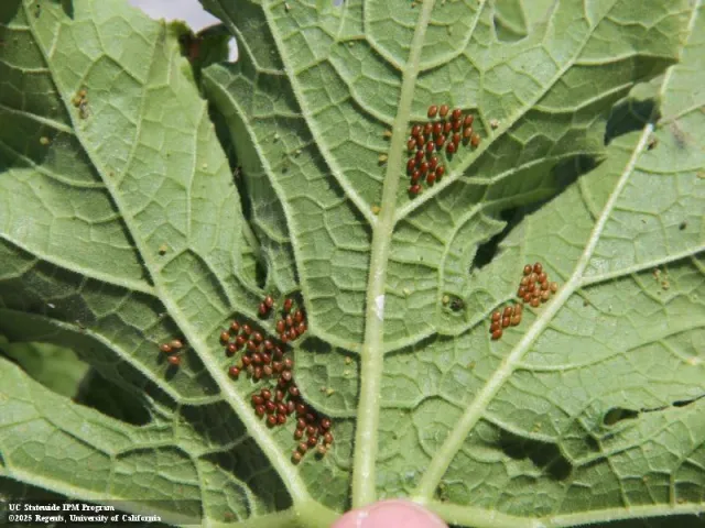 Squash bug eggs on the underside of a leaf