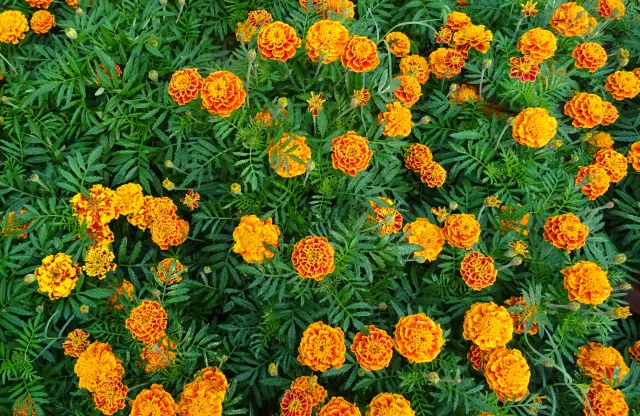 Bright orange and red flowers.