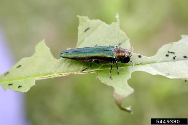 Photo by Debbie Miller, USDA Forest Service, Bugwood.org. An adult emerald ash borer beetle on a leaf damaged by its feeding.
