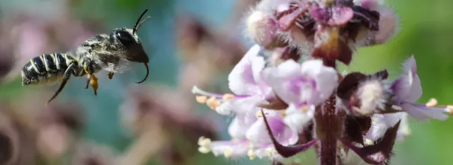 native bee polinating a blossom