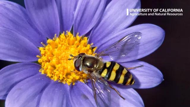A bee on a purple flower