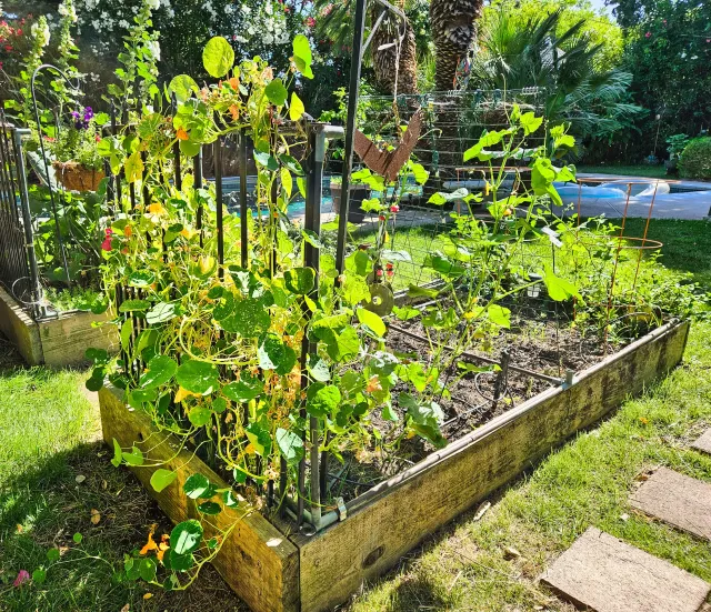 bougainvillea and nasturtiums in a planting bed