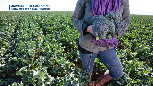 A person standing in a field holding broccoli