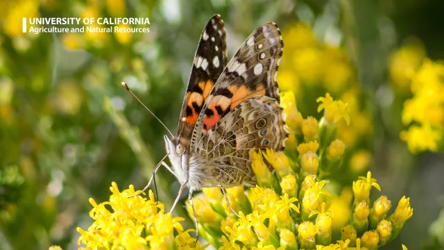 A butterfly on a yellow flower