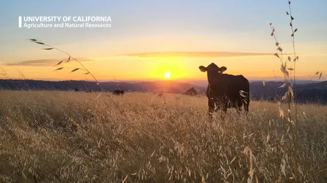 A cow in a field at sunset