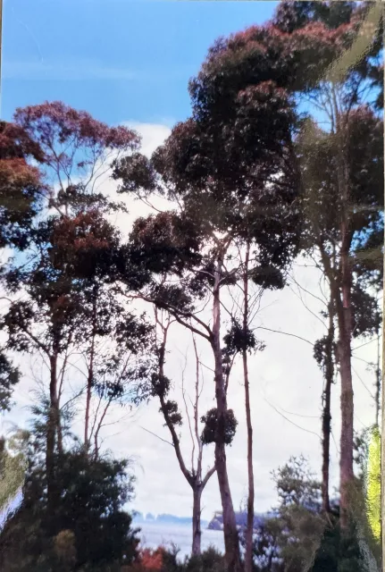 Photo of eucalypts on the Tasmania coast.