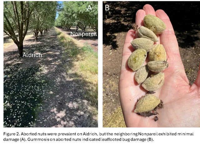 Leaffooted bug Figure2