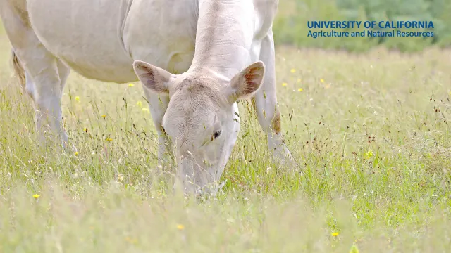 A cow grazing in a field