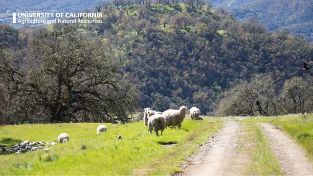 Sheep at Hopland Research and Extension Center