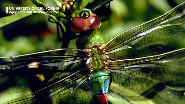 A dragonfly on a leaf