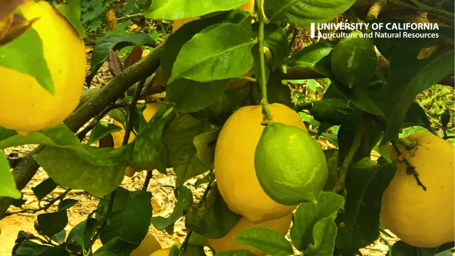 A lemon tree at Lindcove Research and Extension Center