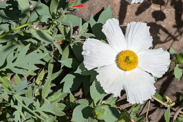 Matilija poppy flower closeup