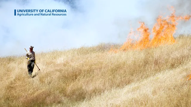 A man using prescribed fire to clear brush