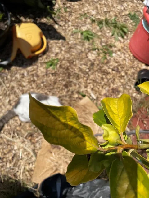 cat hiding behind leaves