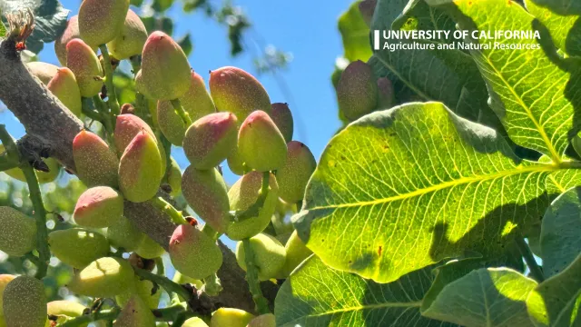 A fig tree at South Coast Research and Extension Center