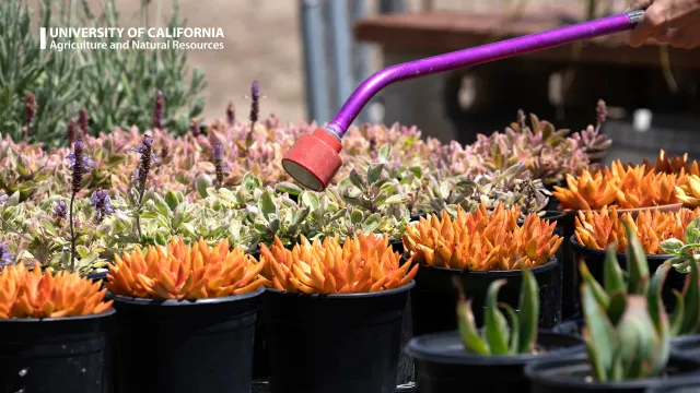 A garden of succulents