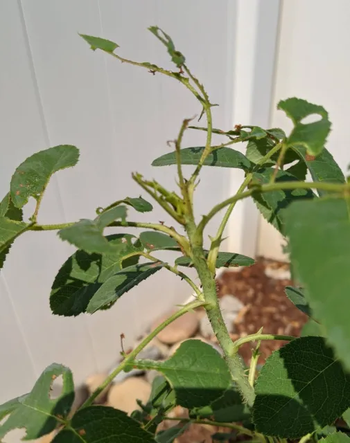 Katydid damage on roses