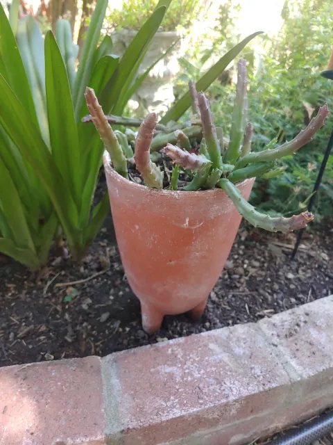succulent plant in a pot
