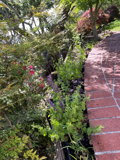 Anise hyssop, Shiso, Japanese onions, and seeds of Japanese spinach tucked in a bed under maples