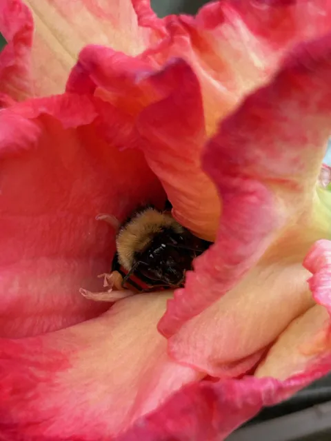bee butt showing out of a colorful gladiola flower