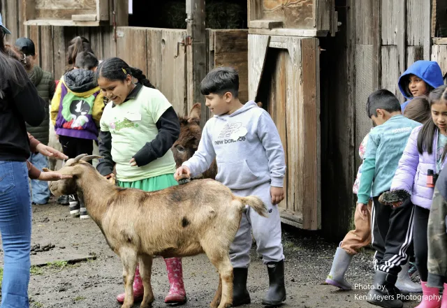 Brushing a friendly goat