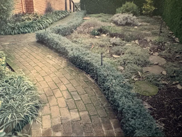 Photo of author's grandmother's herb garden. 