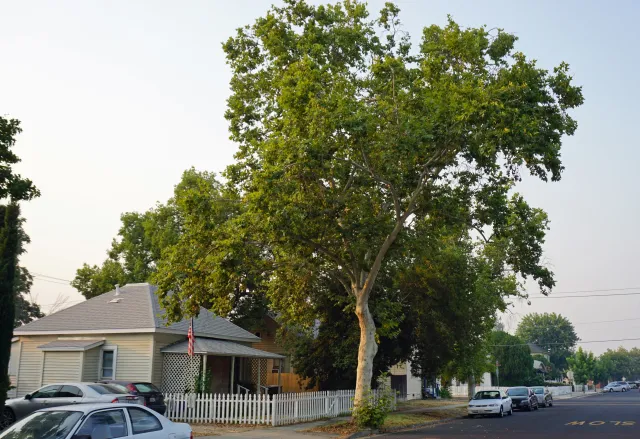Sycamore street tree