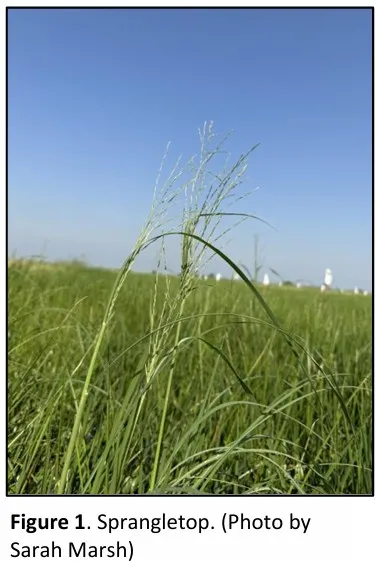 sprangletop growing