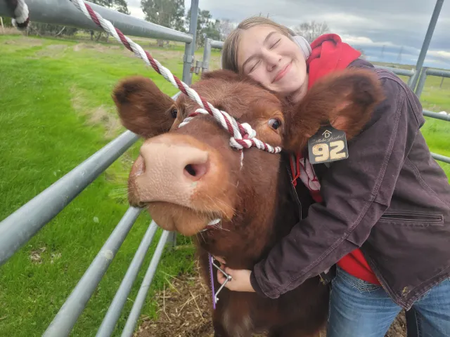 Golden Clover Member Mentoring - Morgan Felato with cow